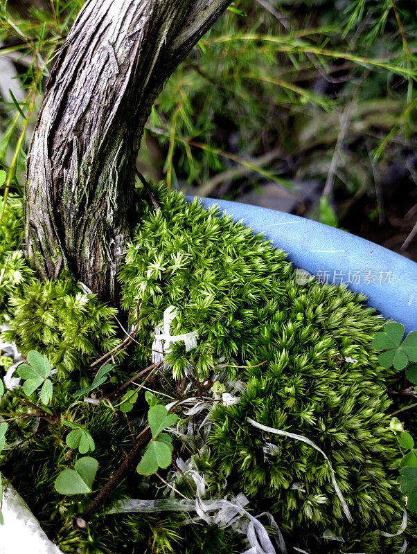 园艺用苔藓