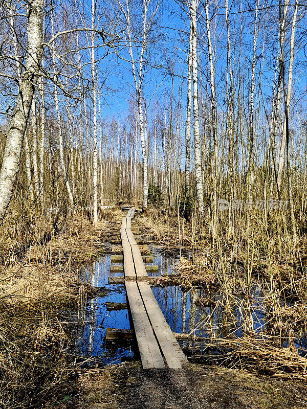 春天的徒步旅行:一条狭窄的木板路诱人地延伸到一片萌芽的白桦树林中，在最近一场春雨的零星水坑中反映出充满活力的蓝天