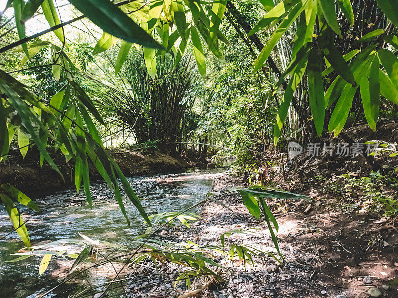 在河流流域周围种植竹子，以保护土地免受洪水和山体滑坡的影响