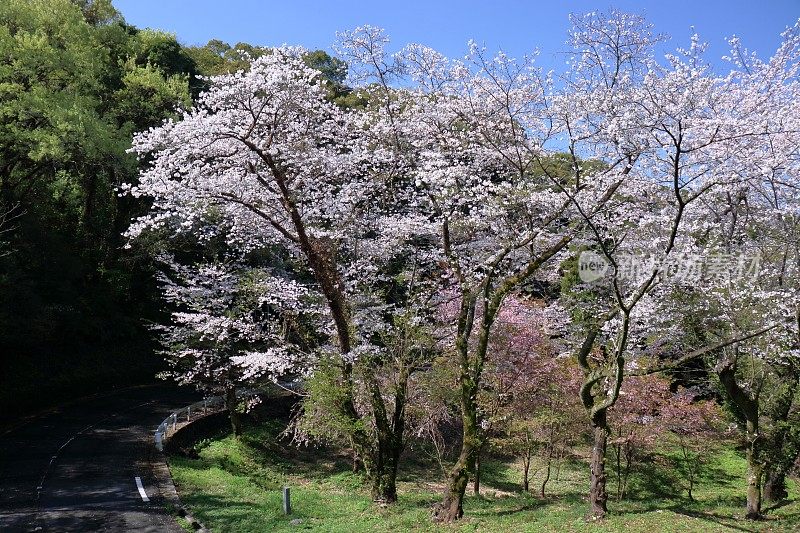 Hitsuzan，路边盛开的樱花(高知县高知市)