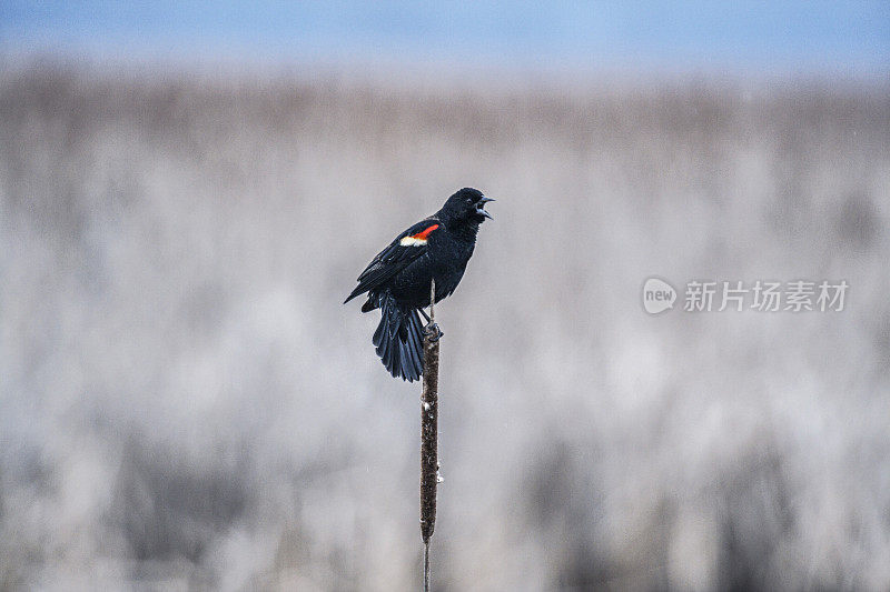 雄性红翅黑鹂鸣叫响亮独特的鸟叫声