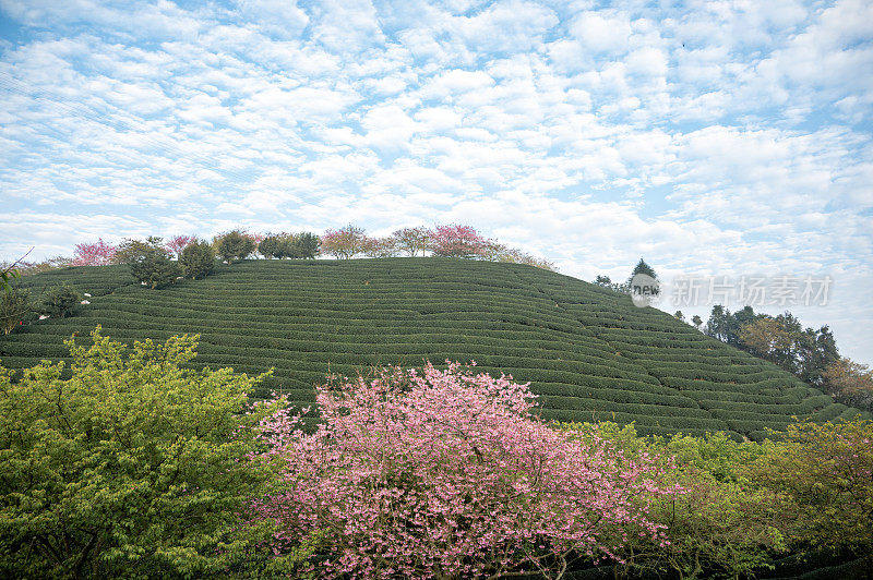 山谷里的茶园里种满了樱花