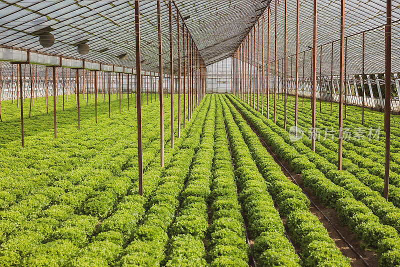 在温室农场的土壤中种植有机生菜或沙拉蔬菜。