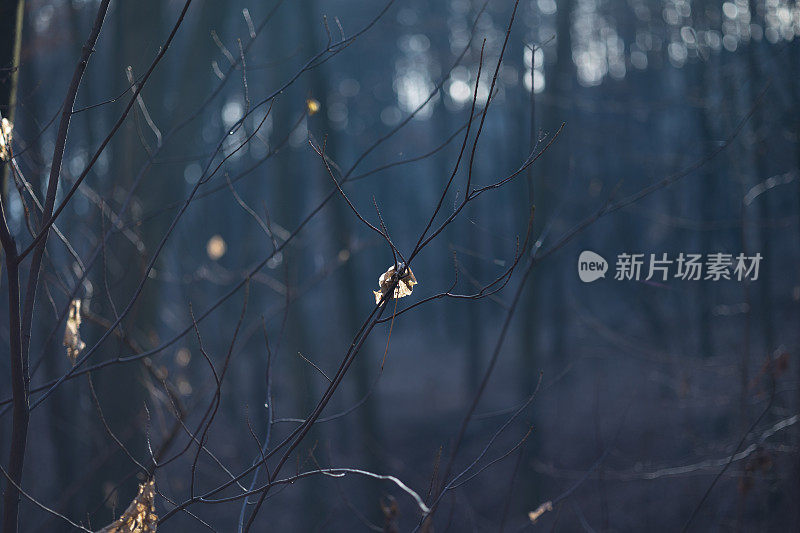 阳光下树上的叶子