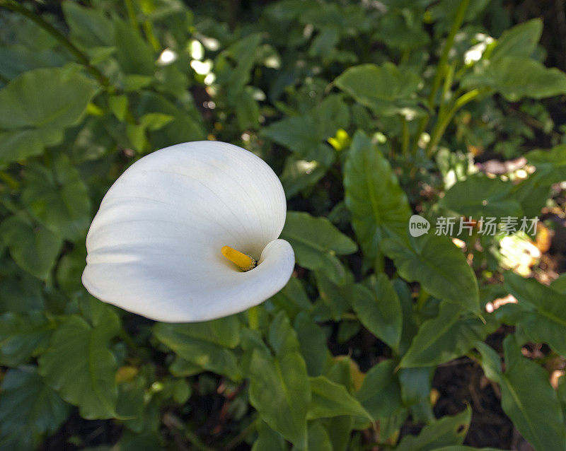 海芋百合开花特写，圣杰拉多德多塔，哥斯达黎加