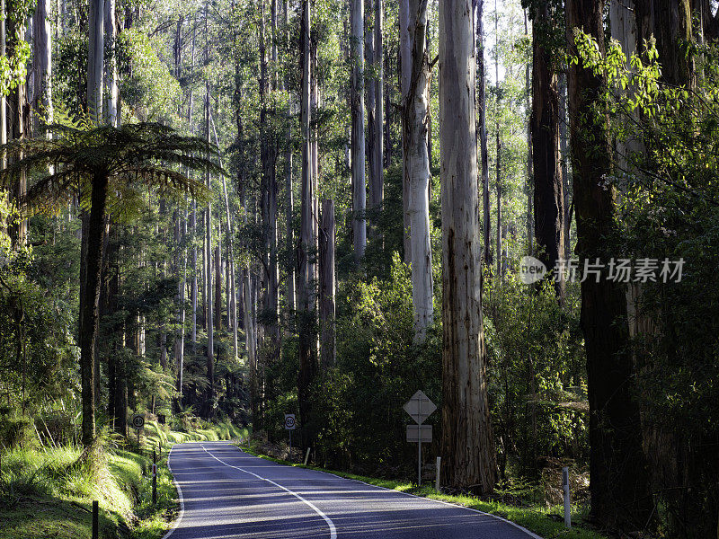 树木线道路