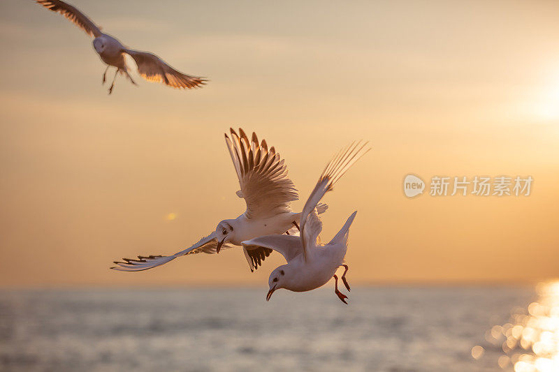 海鸥正从海边飞过。