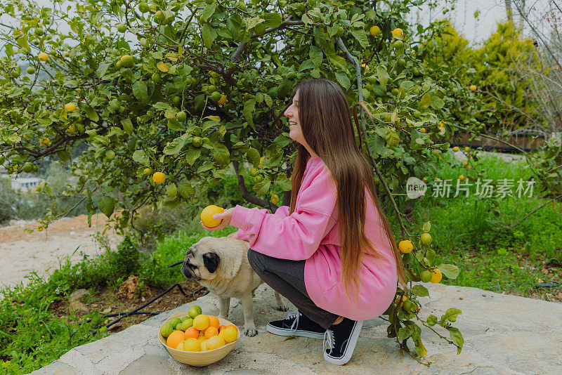 快乐的女人在粉红色的运动衫和狗在花园里收获柑橘类水果在土耳其