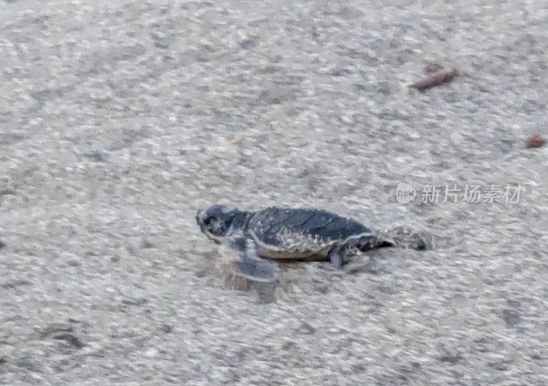 哥斯达黎加瓜纳卡斯特马塔帕洛海滩放生海龟。