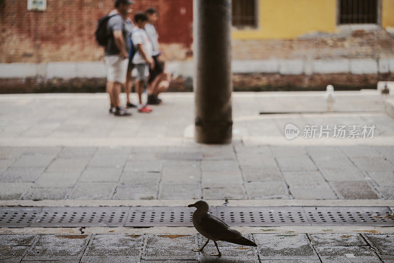 意大利威尼斯的鸟。