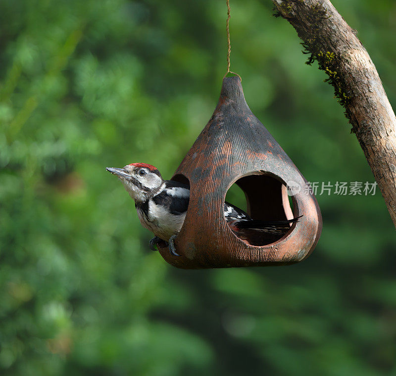 小啄木鸟，挪威奥斯陆