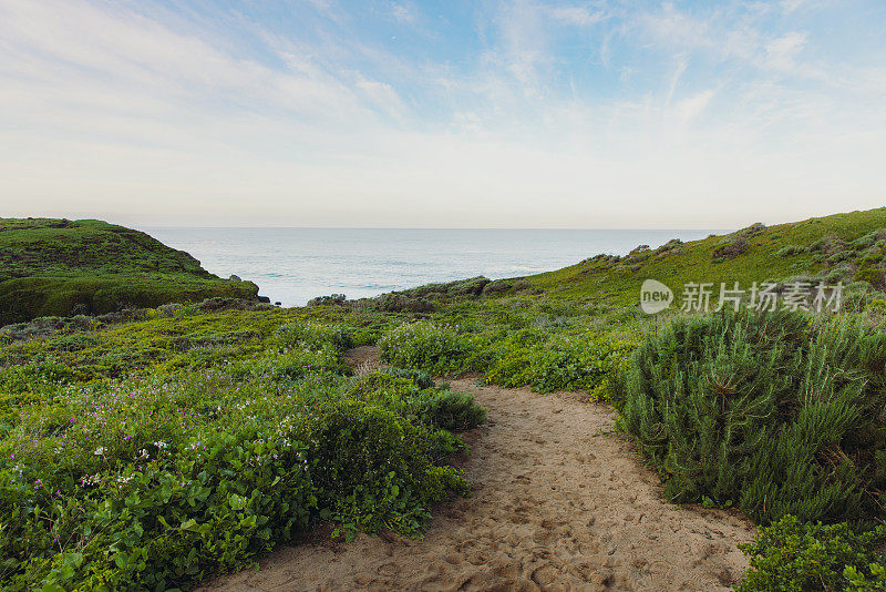 风景秀丽的开花草地在大苏尔海岸，加利福尼亚