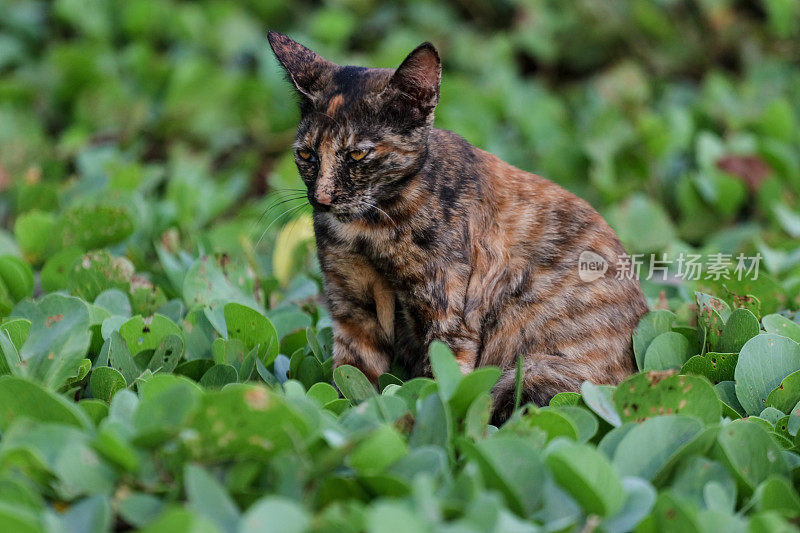 猫在亚齐海滩玩耍