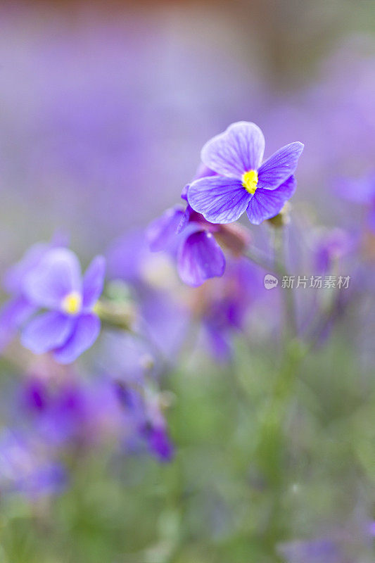 中提琴花