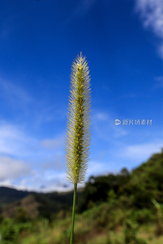 野草花