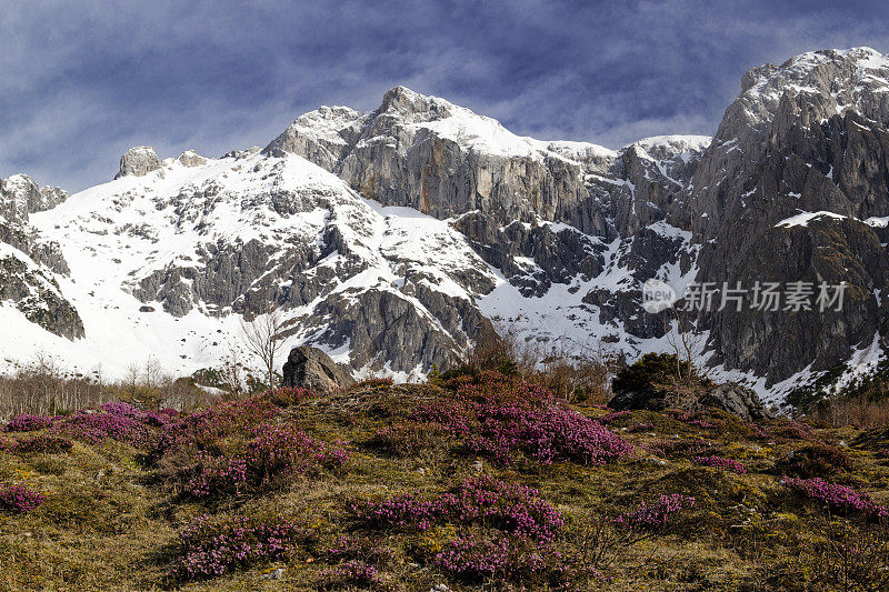 高山景观与高山玫瑰在Hochkönig山