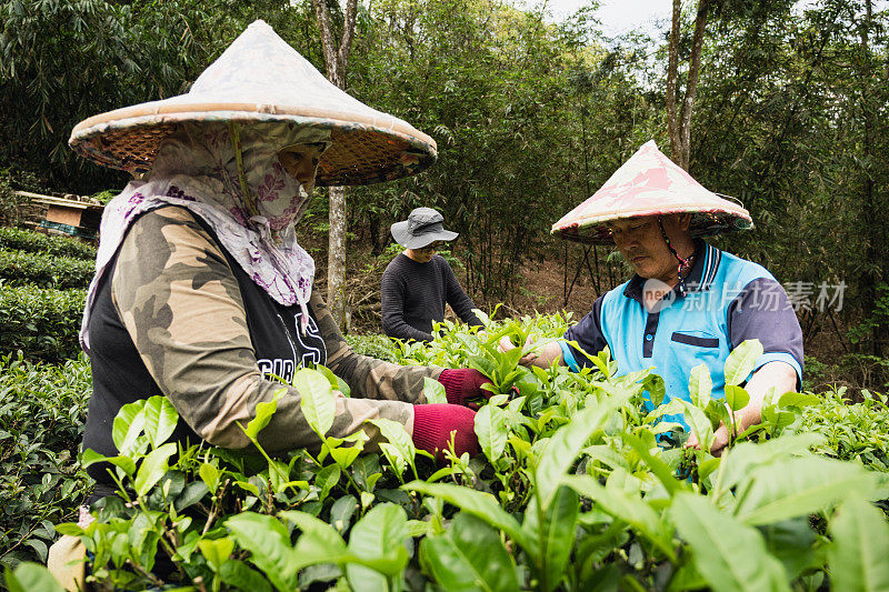 有自己茶园的家庭