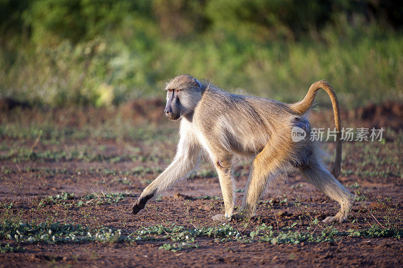 强势狒狒行走，马杰特国家公园，马拉维，非洲