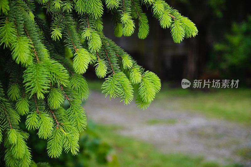 芽，松树，松芽糖浆，消费主义，欧洲