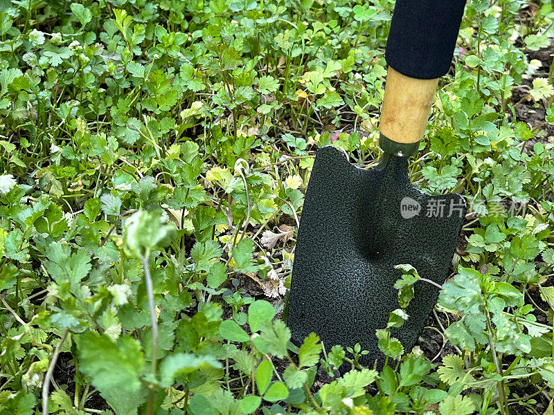 带碳钢刀片和带橡胶手柄的花园铲的特写图像，卡在香菜草本地块的土壤中，收割和除草，重点放在前景，园艺概念