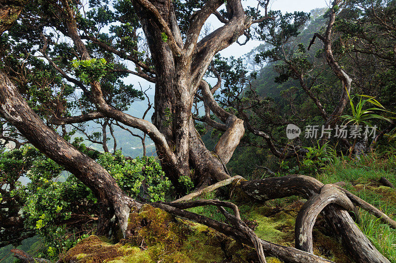 夏威夷热带多节树