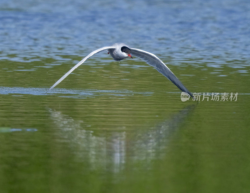 在戈斯福斯公园自然保护区的湖面上飞行的普通燕鸥