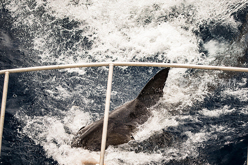 从船上看，大白鲨在水面上捕食时攻击