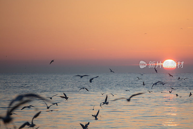 海鸥在美丽的晚霞中飞翔。