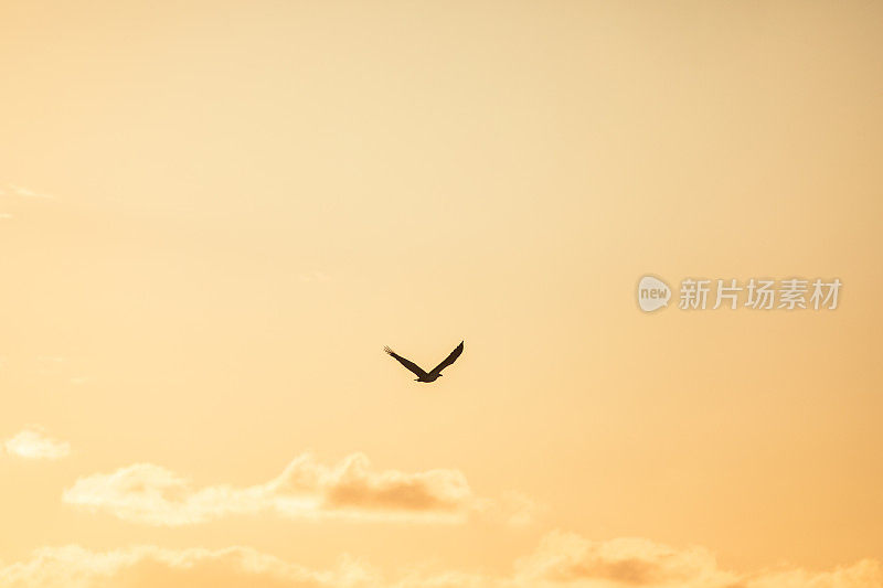 黄昏时，鹰的剪影飞过明亮的金色天空