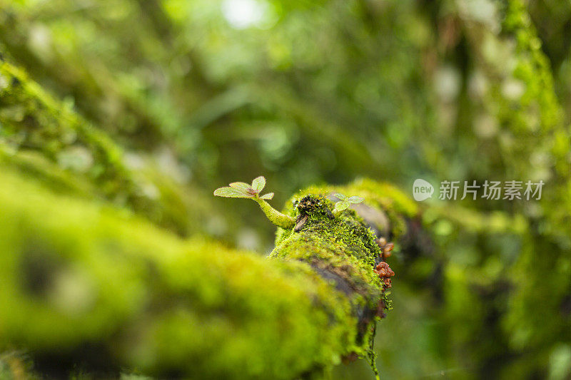 美丽的热带植被花园与棕榈叶，郁郁葱葱的绿叶在一个绿色的野生丛林，热带雨林背景概念为壁纸，美丽在大自然