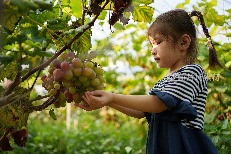 参观葡萄种植园的孩子们