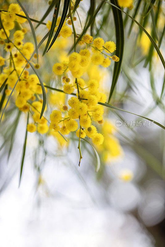特写美丽的金合欢树黄色的花和芽，澳大利亚本土之字形金合欢，金合欢，背景与复制空间