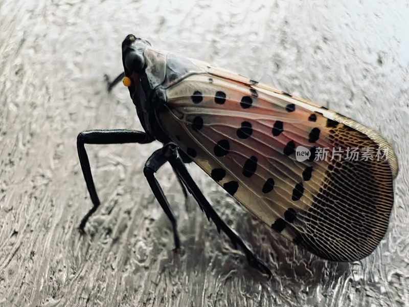 斑点灯笼蝇-入侵昆虫