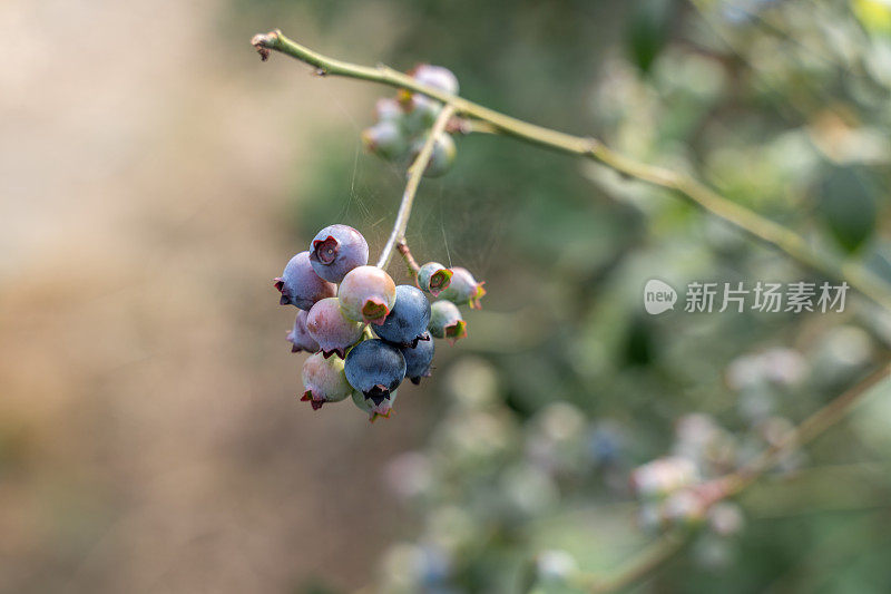 蓝莓树上未成熟的蓝莓