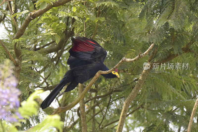 罗斯的Turaco