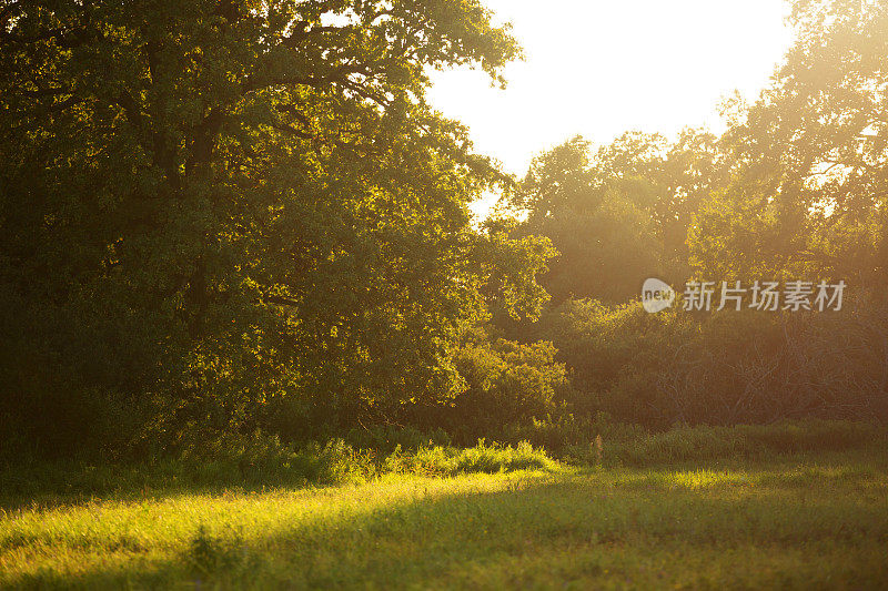 森林里的夕阳。橡木