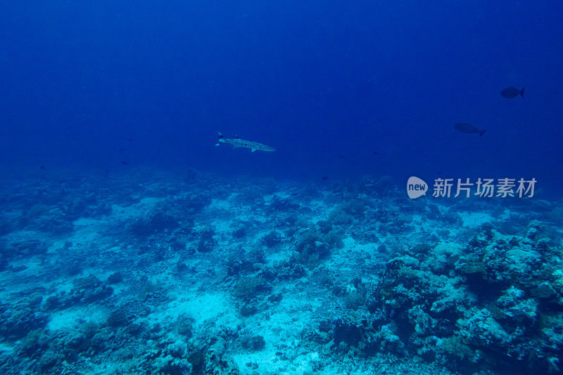 一条梭鱼在沙特阿拉伯延布海岸外的红海中游泳