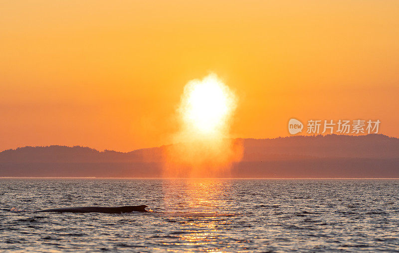 雄伟的座头鲸在一个充满活力的日出在胡安德富卡海峡附近的圣胡安群岛和维多利亚加拿大