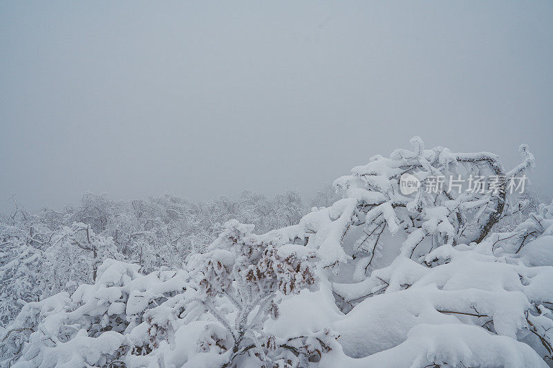 下雪的树枝