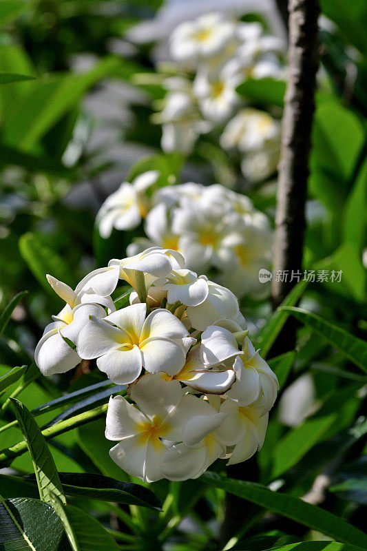 花:鸡蛋花