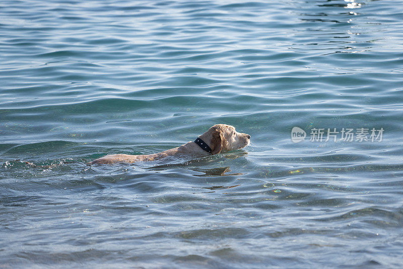 快乐的金毛猎犬在海里游泳