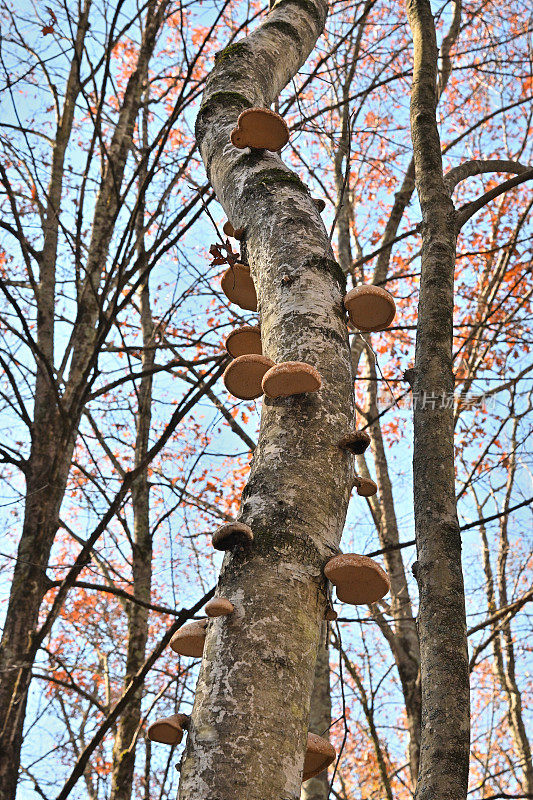 从下面看秋天树林里的桦树多孔蘑菇