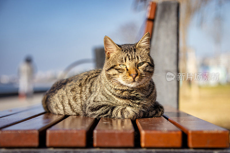 虎斑流浪猫。