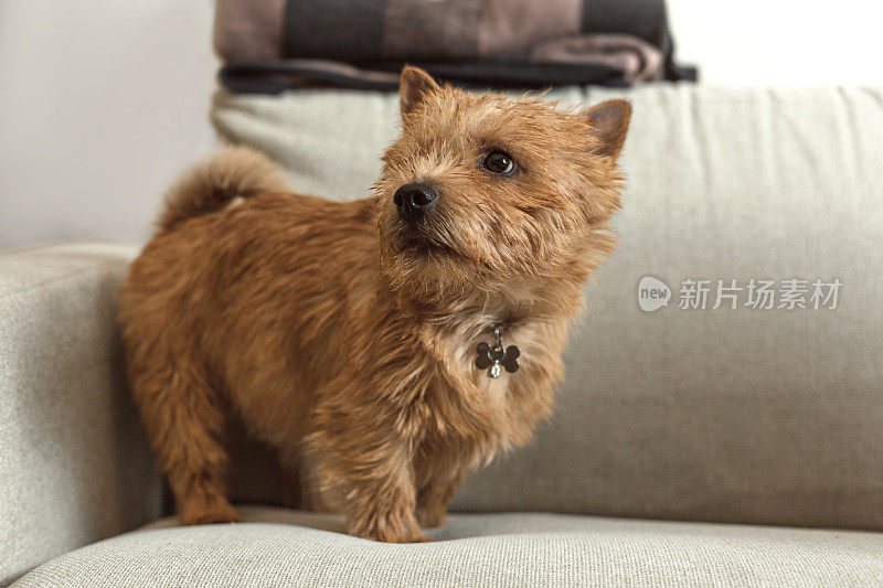 可爱的小猎犬在家里的沙发上