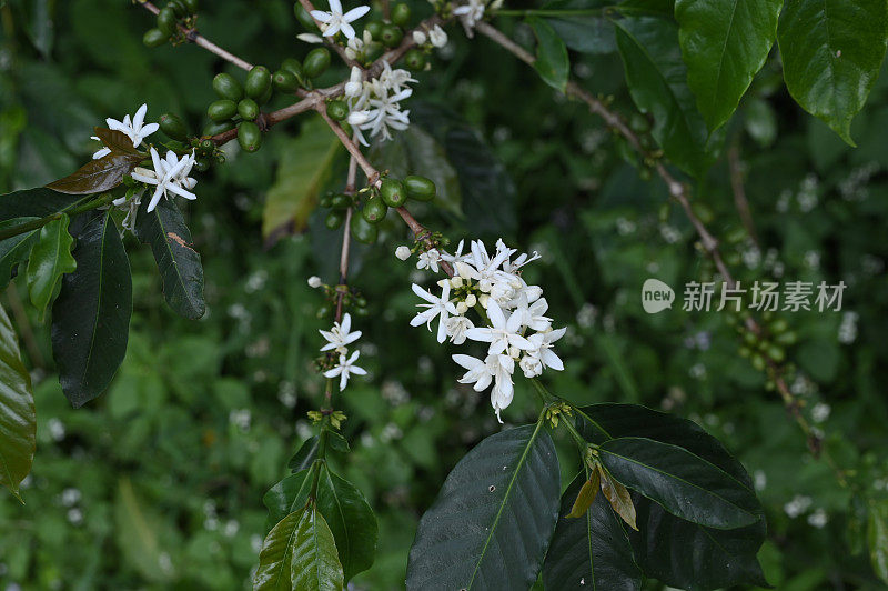 花园里的高角度咖啡花