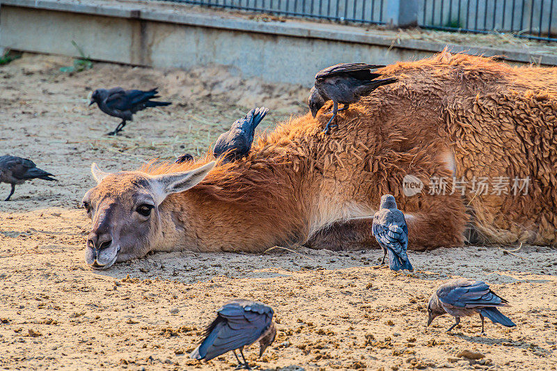 一只美洲驼躺在地上，周围都是乌鸦。农场里的成年棕色羊驼。农场动物园里的羊驼特写肖像照片。