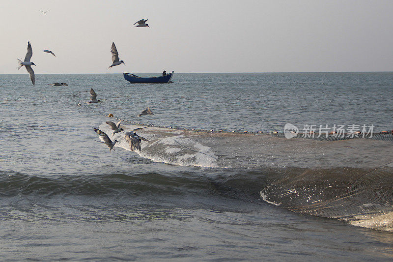 海鸥在波涛的怒吼中低飞