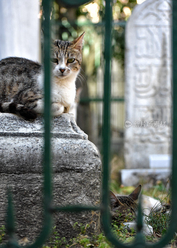 土耳其伊斯坦布尔，一只流浪猫躺在墓地里