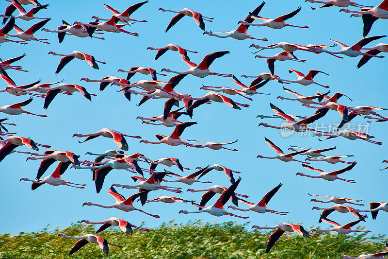 一群粉红色的火烈鸟在自然环境中。湖上的火烈鸟。Kurgalzhinsky储备。哈萨克斯坦。