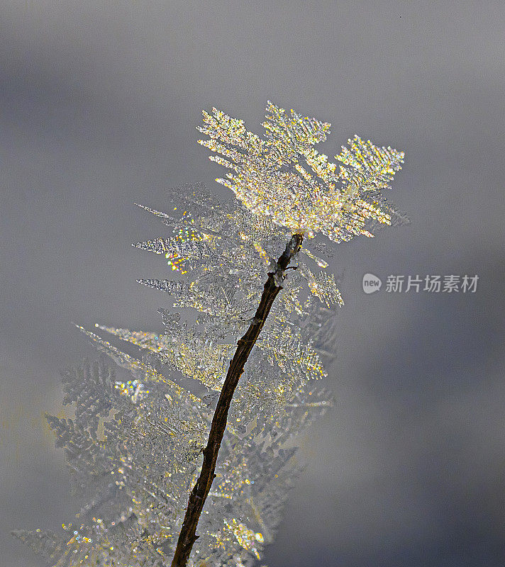 杂草上的霜晶